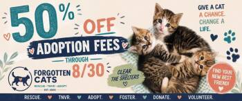 Clear The Shelters Crescendo Weekend Aug. 28-30!! -  Domestic Short Hair Cat for Adoption in Greenville, Delaware - Clear The Shelters Crescendo Weekend Aug. 28-30!! | PetCurious