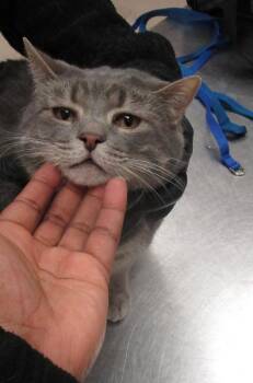 Domestic Short Hair Cats Available for Adoption in Marietta, Georgia - Mila (618) | PetCurious