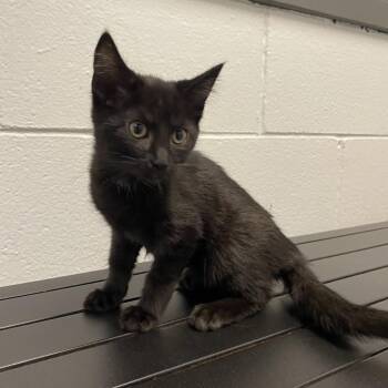 Pigeon -  Domestic Medium Hair Cat for Adoption in Dayton, Ohio - Pigeon | PetCurious