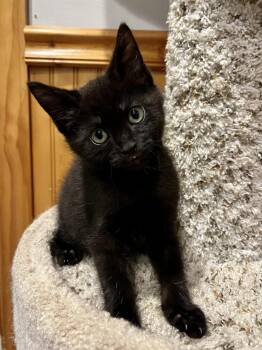 Truffle (purple collar) -  Domestic Medium Hair Cat for Adoption in Emerald Isle, North Carolina - Truffle (purple Collar) | PetCurious