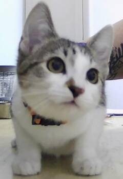 Beckett -  Domestic Short Hair Cat for Adoption in Dayton, Minnesota - Beckett | PetCurious