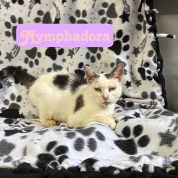 Nymphadora -  Domestic Short Hair Cat for Adoption in Hillsboro, Ohio - Nymphadora | PetCurious
