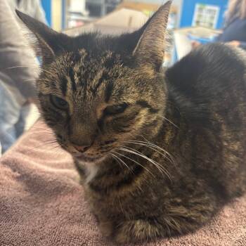 Rescue Domestic Short Hair Cats for Adoption in Vineland, New Jersey - Sharkie | PetCurious