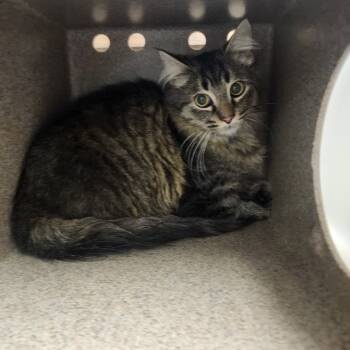 Rescue Domestic Medium Hair Cats for Adoption in Evensville, Tennessee - Theo | PetCurious