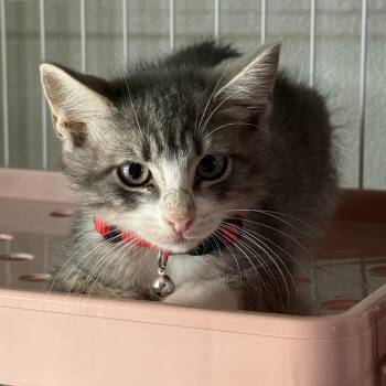 Snap -  Siamese and Tabby Cat for Adoption in Krum, Texas - Snap | PetCurious