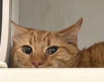 Domestic Short Hair Cats Available for Adoption - Mango | PetCurious