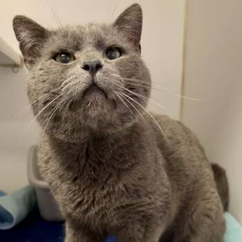 Domestic Short Hair Cats Available for Adoption - Fisher | PetCurious