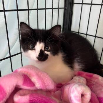 Victor -  Domestic Medium Hair Cat for Adoption in Long Beach, California - Victor | PetCurious
