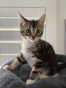 SCOUT -  Domestic Short Hair Cat for Adoption in Tustin, California - SCOUT | PetCurious