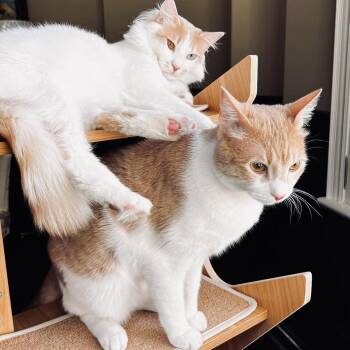 Rescue Turkish Angora and Turkish Van Cats for Adoption in Mississauga, Ontario - The MaMa