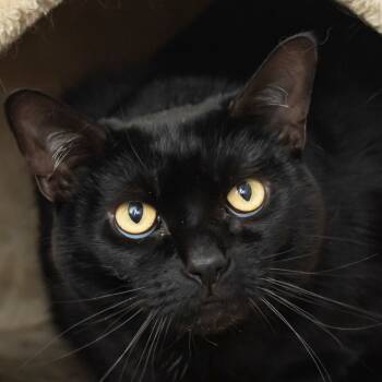 Rescue Domestic Short Hair Cats for Adoption in Middletown, Rhode Island - Cutie | PetCurious