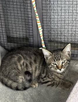 Pumpkin Spice Latte -  Domestic Short Hair Cat for Adoption in San Diego, California - Pumpkin Spice Latte | PetCurious