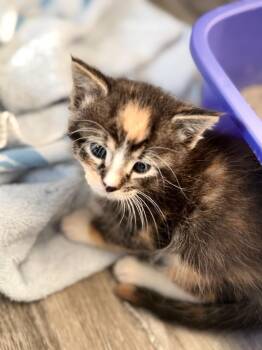 EMBER -  Domestic Short Hair Cat for Adoption in Algona, Iowa - EMBER | PetCurious