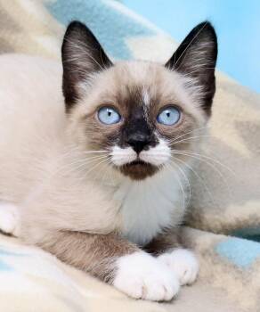 Thana -  Siamese Cat for Adoption in Tierra Verde, Florida - Thana | PetCurious