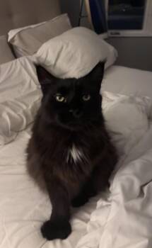 MA - Mitt -  Maine Coon Cat for Adoption in Hazlet, New Jersey - MA - Mitt | PetCurious