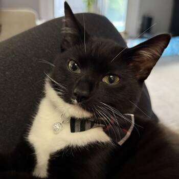 Rescue Domestic Short Hair Cats for Adoption in Stockton, California - Tucker INDOOR ONLY | PetCurious