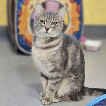 Whimsy -  Domestic Short Hair Cat for Adoption in Lakewood, Colorado - Whimsy | PetCurious