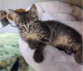 Leo -  Domestic Short Hair Cat for Adoption in Osseo, Michigan - Leo | PetCurious