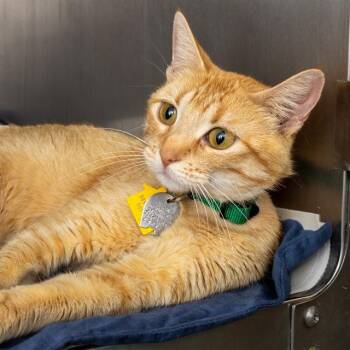 PEACH -  Domestic Short Hair Cat for Adoption in St. Louis, Missouri - PEACH | PetCurious