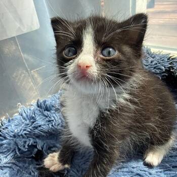 Stitch -  Domestic Short Hair Cat for Adoption in Crookston, Minnesota - Stitch | PetCurious