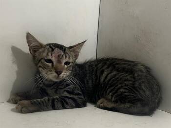 JERRY -  Domestic Short Hair Cat for Adoption in Winter Haven, Florida - JERRY | PetCurious