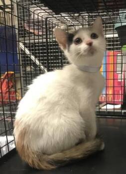 Domestic Short Hair Cats Available for Adoption in Conroe, Texas - A427885 | PetCurious