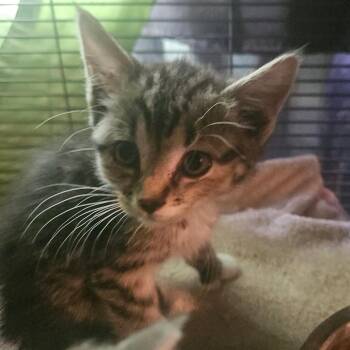 Zag -  Domestic Short Hair Cat for Adoption in Ringtown, Pennsylvania - Zag | PetCurious