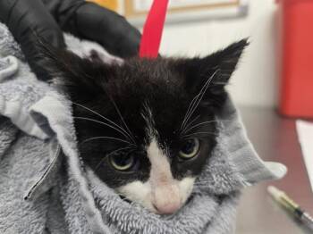 A884631 -  Domestic Short Hair Cat for Adoption in Camarillo, California - A884631 | PetCurious