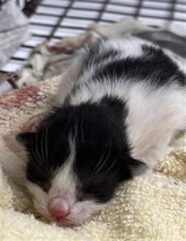 Domestic Short Hair Cats Available for Adoption in Fort Lauderdale, Florida - UDON | PetCurious