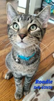 Roadie -  Domestic Short Hair Cat for Adoption in Clayton, California - Roadie | PetCurious