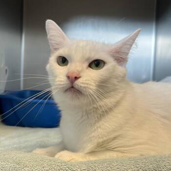 Marble -  Domestic Short Hair Cat for Adoption in Bristol, Indiana - Marble | PetCurious