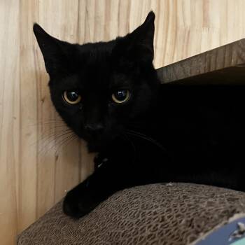 Ana -  Domestic Short Hair Cat for Adoption in Yucca Valley, California - Ana | PetCurious