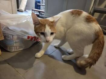 Domestic Short Hair Cats Available for Adoption in Wyoming, Michigan - Blitz | PetCurious