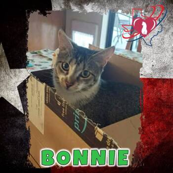Bonnie -  Domestic Short Hair Cat for Adoption in Squamish, British Columbia - Bonnie | PetCurious
