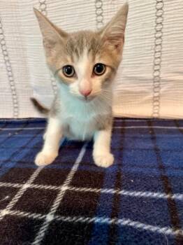 Denali -  Domestic Short Hair and Tabby Cat for Adoption in Elmwood Park, Wisconsin - Denali | PetCurious