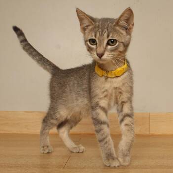 Pooh C70997 -  American Shorthair Cat for Adoption in Minnetonka, Minnesota - Pooh C70997 | PetCurious