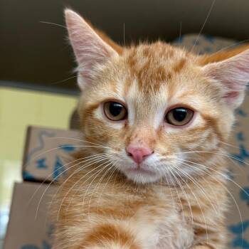Yvette -  Domestic Short Hair Cat for Adoption in West Olive, Michigan - Yvette | PetCurious
