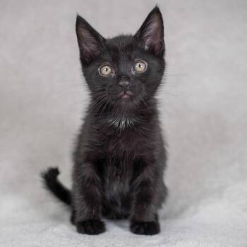 Domestic Medium Hair Cats Available for Adoption in Sunnyvale, California - Rainier (Sky Blue Collar) | PetCurious