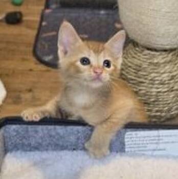 Gambit -  Domestic Short Hair Cat for Adoption in Liverpool, Texas - Gambit | PetCurious
