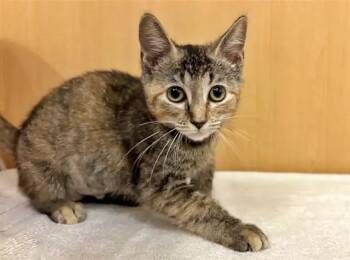 AMBER -  Domestic Short Hair Cat for Adoption in Brentwood, Missouri - AMBER | PetCurious