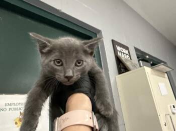 A1924588 -  Domestic Short Hair Cat for Adoption in Thousand Palms, California - A1924588 | PetCurious