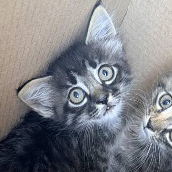 Elsie -  Domestic Medium Hair Cat for Adoption in North Port, Florida - Elsie | PetCurious
