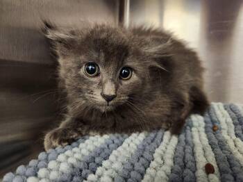 Flint -  Domestic Long Hair Cat for Adoption in Liberty, Missouri - Flint | PetCurious