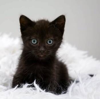 Triton -  Domestic Short Hair Cat for Adoption in Belton, Missouri - Triton | PetCurious