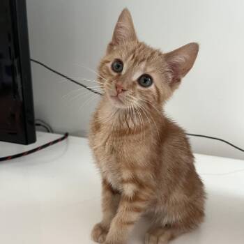 Oliver- total orange cat energy -  Domestic Medium Hair Cat for Adoption in Satsuma, Alabama - Oliver- Total Orange Cat Energy | PetCurious