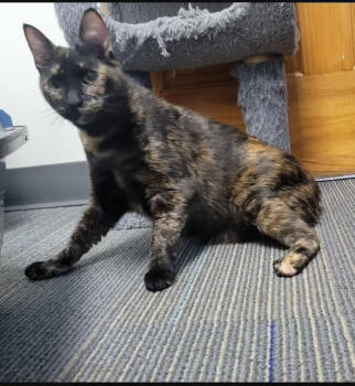 Rescue Domestic Short Hair Cats for Adoption - Berlioz-special Needs CH | PetCurious