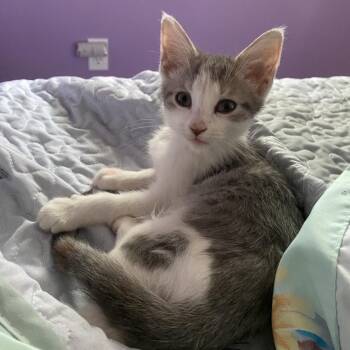 Misty -  Domestic Short Hair Cat for Adoption in Columbia, Missouri - Misty | PetCurious