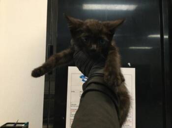 A1925661 -  Domestic Short Hair Cat for Adoption in Thousand Palms, California - A1925661 | PetCurious