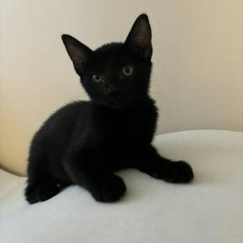 Jett -  Domestic Short Hair Cat for Adoption in Spokane, Washington - Jett | PetCurious