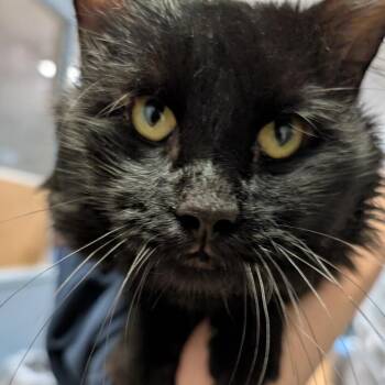 Domestic Long Hair Cats Available for Adoption - Jonesy | PetCurious